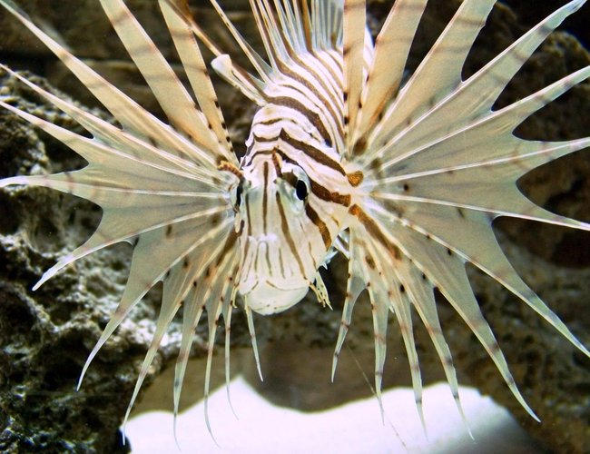 saltwater fish - dendrochirus zebra - dwarf/zebra lionfish stocking in 120 gallons tank - My first lion saltwater fish - dendrochirus zebra - dwarf/zebra lionfish stocking in 120 gallons tank - My first lion