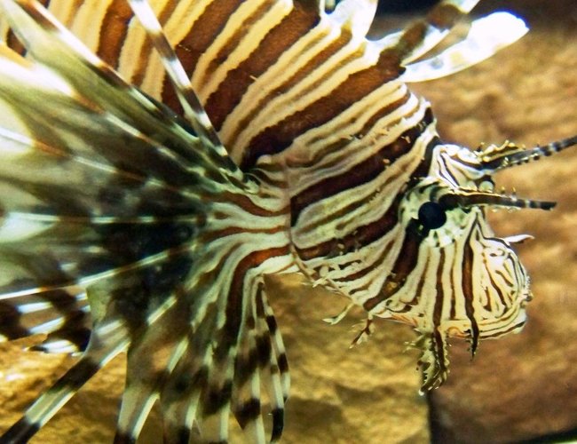 saltwater fish - dendrochirus zebra - dwarf/zebra lionfish stocking in 120 gallons tank - Sideshot saltwater fish - dendrochirus zebra - dwarf/zebra lionfish stocking in 120 gallons tank - Sideshot