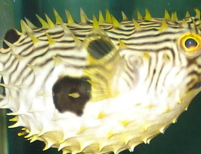 saltwater fish - chilomycterus schoepfi - spiny box puffer stocking in 110 gallons tank - puffer all puffed up saltwater fish - chilomycterus schoepfi - spiny box puffer stocking in 110 gallons tank - puffer all puffed up