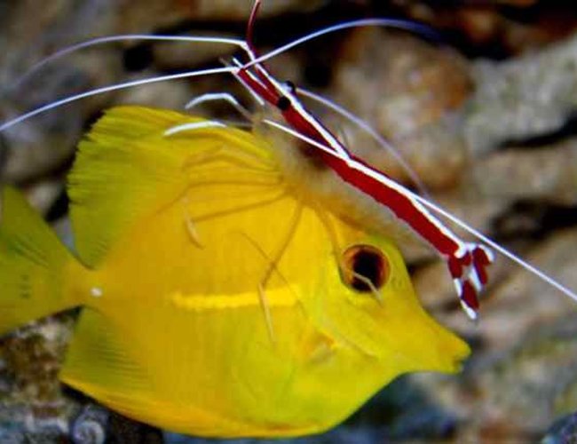 saltwater fish - zebrasoma flavescens - yellow tang - hawaii stocking in 90 gallons tank - Cleaner Shrimp working on our Yellow Tang saltwater fish - zebrasoma flavescens - yellow tang - hawaii stocking in 90 gallons tank - Cleaner Shrimp working on our Yellow Tang