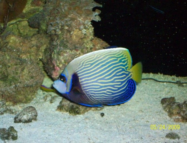 saltwater fish - pomacanthus imperator - imperator angelfish stocking in 155 gallons tank - emporer angel saltwater fish - pomacanthus imperator - imperator angelfish stocking in 155 gallons tank - emporer angel