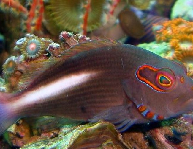 saltwater fish - paracirrhitus arcuatus - arc eye hawkfish stocking in 54 gallons tank - ARC EYE HAWK FISH saltwater fish - paracirrhitus arcuatus - arc eye hawkfish stocking in 54 gallons tank - ARC EYE HAWK FISH