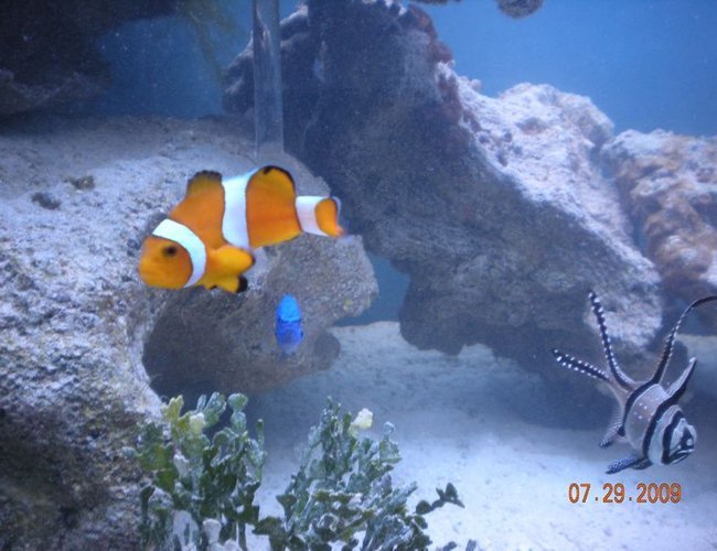 saltwater fish - amphiprion percula - true percula clownfish stocking in 90 gallons tank - "Food?" saltwater fish - amphiprion percula - true percula clownfish stocking in 90 gallons tank - "Food?"