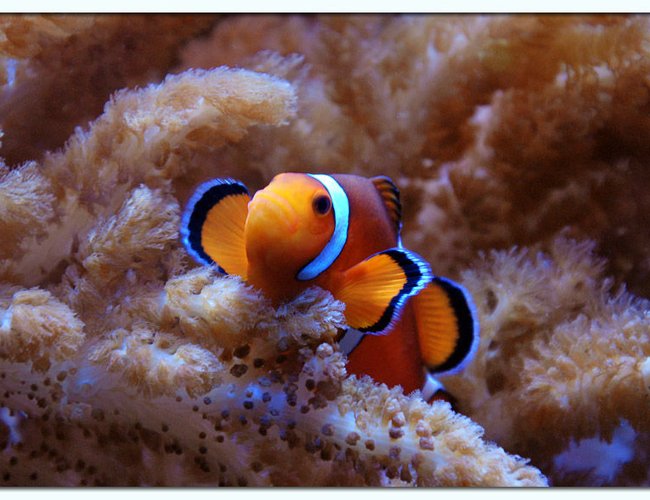saltwater fish - amphiprion percula - true percula clownfish stocking in 125 gallons tank - Percula clown on Colt Coral saltwater fish - amphiprion percula - true percula clownfish stocking in 125 gallons tank - Percula clown on Colt Coral