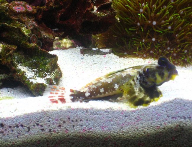 saltwater fish - synchiropus ocellatus - scooter blenny stocking in 220 gallons tank - Scooter Blenny saltwater fish - synchiropus ocellatus - scooter blenny stocking in 220 gallons tank - Scooter Blenny