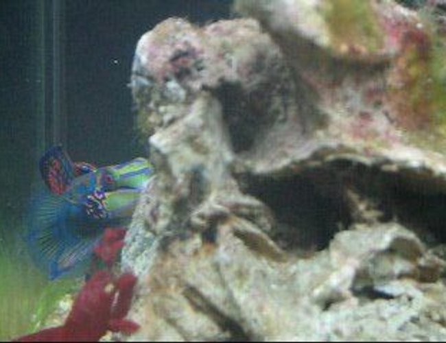 saltwater fish - pterosynchiropus splendidus var. - red mandarin stocking in 55 gallons tank - mandarin dragonet "FLY" peeping around the rock saltwater fish - pterosynchiropus splendidus var. - red mandarin stocking in 55 gallons tank - mandarin dragonet "FLY" peeping around the rock