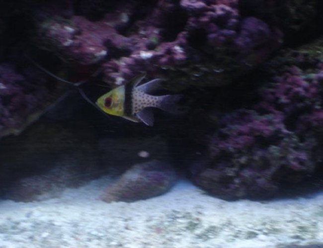 saltwater fish - sphaeramia nematoptera - spotted cardinalfish stocking in 75 gallons tank - Pajama Cardinalfish saltwater fish - sphaeramia nematoptera - spotted cardinalfish stocking in 75 gallons tank - Pajama Cardinalfish