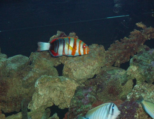 saltwater fish - choerodon fasciatus - harlequin tusk stocking in 150 gallons tank - The Beast saltwater fish - choerodon fasciatus - harlequin tusk stocking in 150 gallons tank - The Beast