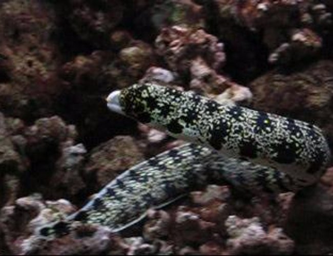 saltwater fish - echidna nebulosa - snowflake eel stocking in 29 gallons tank - 2.5', 3 year old snowflake moray eel. "man eater". lived alone in a 77 gallon. saltwater fish - echidna nebulosa - snowflake eel stocking in 29 gallons tank - 2.5', 3 year old snowflake moray eel. "man eater". lived alone in a 77 gallon.