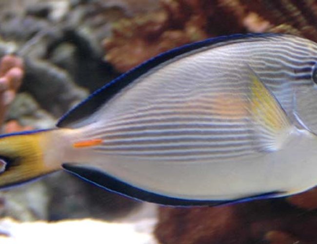 saltwater fish - acanthurus sohal - sohal tang stocking in 375 gallons tank - Sohal Tang saltwater fish - acanthurus sohal - sohal tang stocking in 375 gallons tank - Sohal Tang
