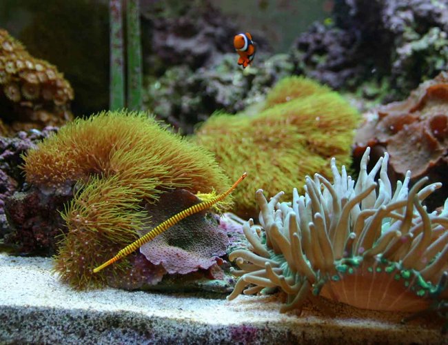 saltwater fish - doriorhamphus dactyliophorus - banded pipefish stocking in 80 gallons tank - My Pipe Fish, "Pin Stripe Pipe" saltwater fish - doriorhamphus dactyliophorus - banded pipefish stocking in 80 gallons tank - My Pipe Fish, "Pin Stripe Pipe"