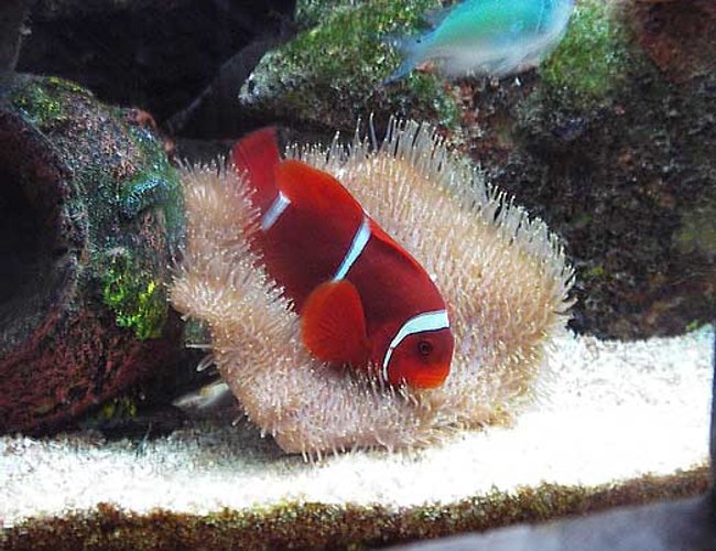 saltwater fish - premnas biaculeatus - maroon clownfish stocking in 67 gallons tank - Maroon Clownfish saltwater fish - premnas biaculeatus - maroon clownfish stocking in 67 gallons tank - Maroon Clownfish