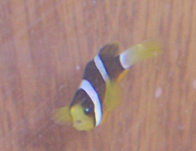 saltwater fish - amphiprion clarkii - clarkii clownfish stocking in 10 gallons tank - Clarkii clown saltwater fish - amphiprion clarkii - clarkii clownfish stocking in 10 gallons tank - Clarkii clown