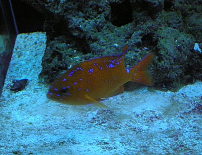 saltwater fish - hypsypops rubicunda - garabaldi damsel stocking in 125 gallons tank - Garibaldi saltwater fish - hypsypops rubicunda - garabaldi damsel stocking in 125 gallons tank - Garibaldi