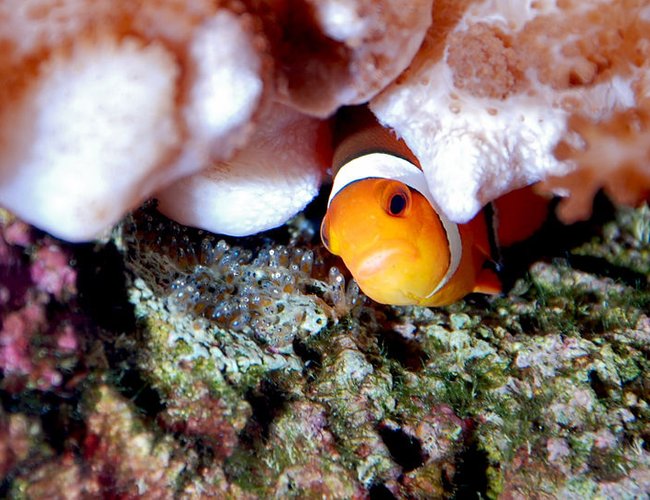 saltwater fish - amphiprion percula - true percula clownfish stocking in 125 gallons tank - Percula clown with new hatch saltwater fish - amphiprion percula - true percula clownfish stocking in 125 gallons tank - Percula clown with new hatch