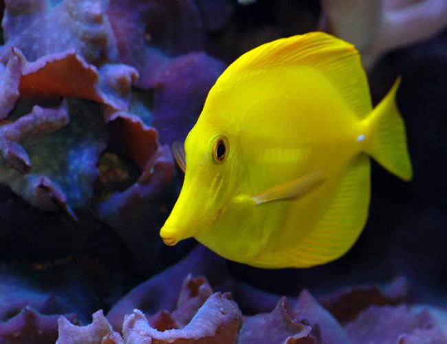 saltwater fish - zebrasoma flavescens - yellow tang - hawaii stocking in 125 gallons tank - Yellow tang saltwater fish - zebrasoma flavescens - yellow tang - hawaii stocking in 125 gallons tank - Yellow tang