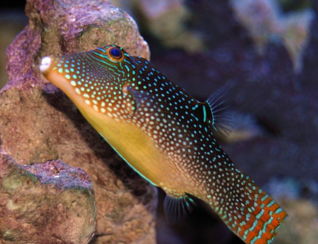 saltwater fish - canthigaster solandri - blue spotted puffer stocking in 150 gallons tank - Spotted Sharpnose Puffer saltwater fish - canthigaster solandri - blue spotted puffer stocking in 150 gallons tank - Spotted Sharpnose Puffer