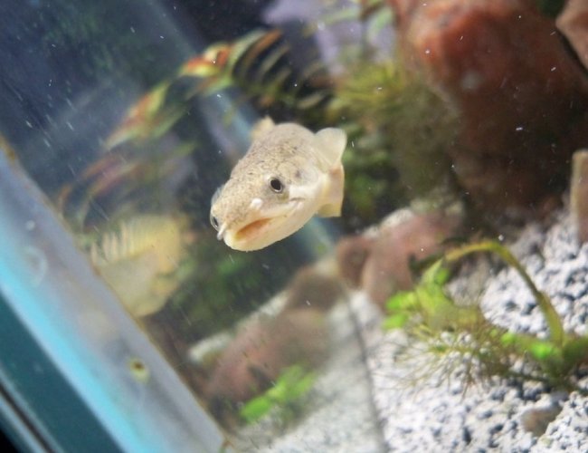 saltwater fish - diodon holocanthus - porcupine puffer stocking in 20 gallons tank - birchir saltwater fish - diodon holocanthus - porcupine puffer stocking in 20 gallons tank - birchir