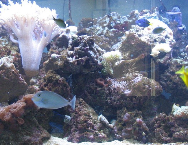 saltwater fish - naso vlamingii - vlamingii tang stocking in 500 gallons tank - 9 month mark on the tank saltwater fish - naso vlamingii - vlamingii tang stocking in 500 gallons tank - 9 month mark on the tank