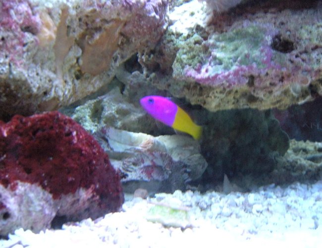 saltwater fish - pictichromis paccagnellae - bicolor dottyback stocking in 28 gallons tank - Royal Dottyback saltwater fish - pictichromis paccagnellae - bicolor dottyback stocking in 28 gallons tank - Royal Dottyback