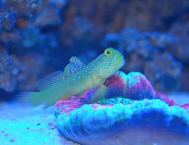 saltwater fish - cryptocentrus cinctus - yellow watchman goby stocking in 14 gallons tank - yellow watchman on the scoly saltwater fish - cryptocentrus cinctus - yellow watchman goby stocking in 14 gallons tank - yellow watchman on the scoly