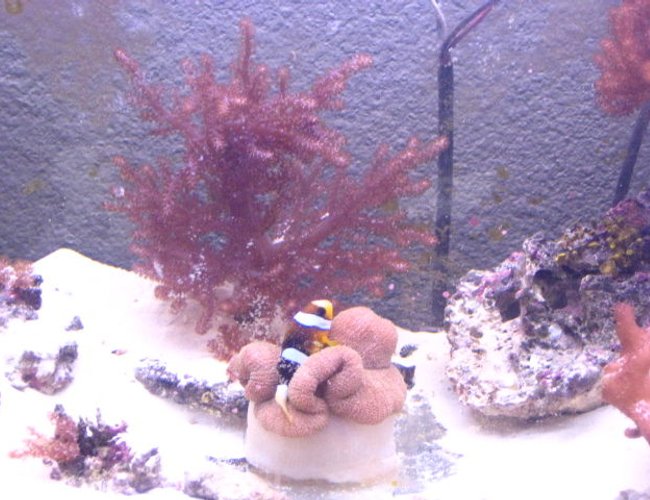saltwater fish - amphiprion clarkii - clarkii clownfish stocking in 90 gallons tank - fish a home saltwater fish - amphiprion clarkii - clarkii clownfish stocking in 90 gallons tank - fish a home