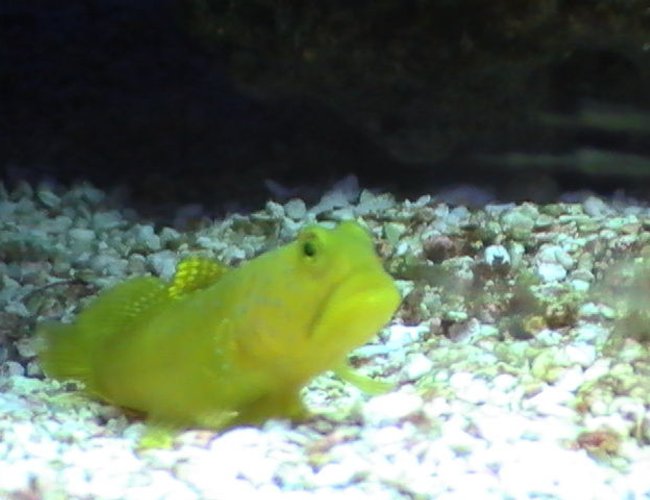 saltwater fish - cryptocentrus cinctus - yellow watchman goby stocking in 55 gallons tank - Goby peeking out saltwater fish - cryptocentrus cinctus - yellow watchman goby stocking in 55 gallons tank - Goby peeking out