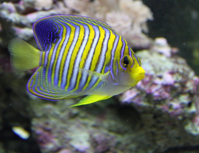 saltwater fish - pygoplites diacanthus - regal angelfish stocking in 90 gallons tank - regal angelfish saltwater fish - pygoplites diacanthus - regal angelfish stocking in 90 gallons tank - regal angelfish