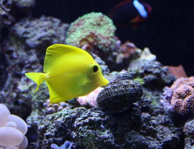 saltwater fish - zebrasoma flavescens - yellow tang - hawaii stocking in 65 gallons tank - YELLOW HAWAIIAN TANG "SUNNY" saltwater fish - zebrasoma flavescens - yellow tang - hawaii stocking in 65 gallons tank - YELLOW HAWAIIAN TANG "SUNNY"