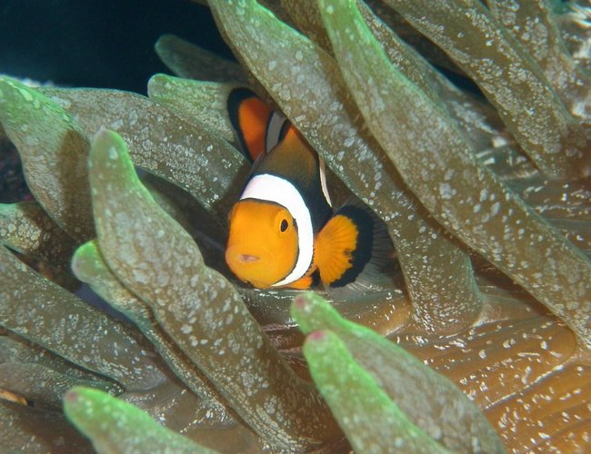 saltwater fish - amphiprion percula - true percula clownfish stocking in 60 gallons tank - True Perc in Speckled GBTA Purple Tip saltwater fish - amphiprion percula - true percula clownfish stocking in 60 gallons tank - True Perc in Speckled GBTA Purple Tip