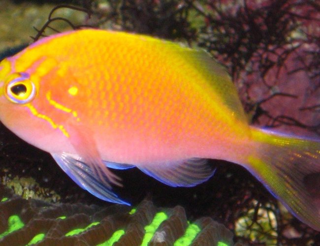 saltwater fish - serranocirrhitus latus - fathead sunburst anthias stocking in 20 gallons tank - My Sunburst Anthias saltwater fish - serranocirrhitus latus - fathead sunburst anthias stocking in 20 gallons tank - My Sunburst Anthias