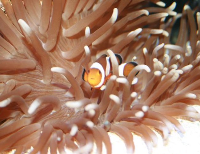 saltwater fish - amphiprion percula - true percula clownfish stocking in 75 gallons tank - ....... saltwater fish - amphiprion percula - true percula clownfish stocking in 75 gallons tank - .......