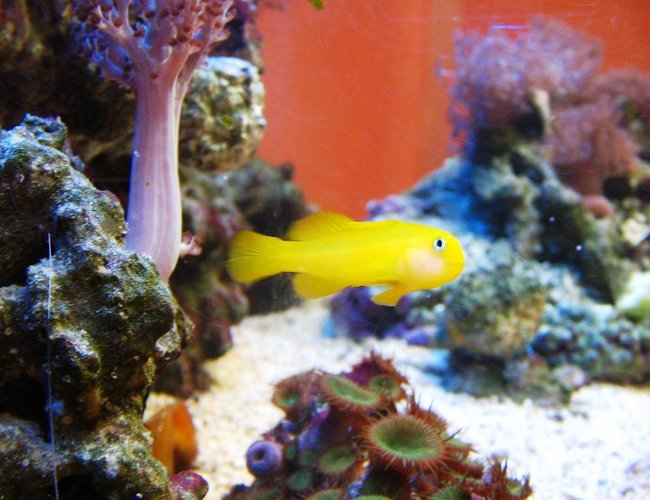 saltwater fish - gobiodon okinawae - clown goby, yellow stocking in 10 gallons tank - gobiodon okinawe, yellow clown goby saltwater fish - gobiodon okinawae - clown goby, yellow stocking in 10 gallons tank - gobiodon okinawe, yellow clown goby