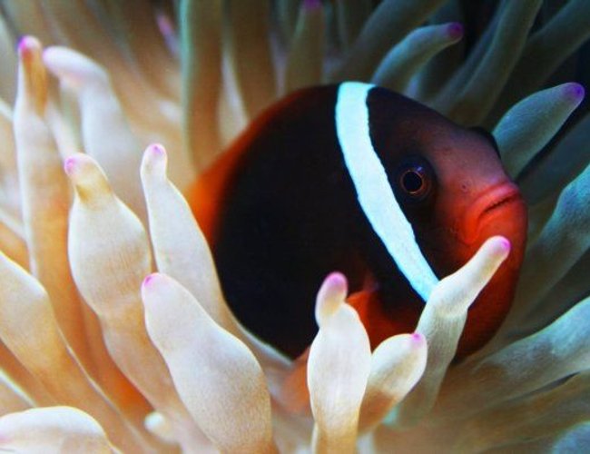 saltwater fish - amphiprion frenatus - tomato clownfish stocking in 75 gallons tank - Tomato clown and new Bubble tip Anemone saltwater fish - amphiprion frenatus - tomato clownfish stocking in 75 gallons tank - Tomato clown and new Bubble tip Anemone