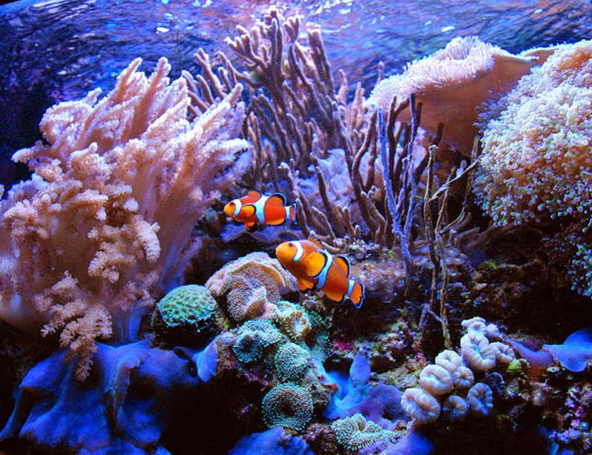 saltwater fish - amphiprion percula - true percula clownfish stocking in 125 gallons tank - Perculas at home saltwater fish - amphiprion percula - true percula clownfish stocking in 125 gallons tank - Perculas at home