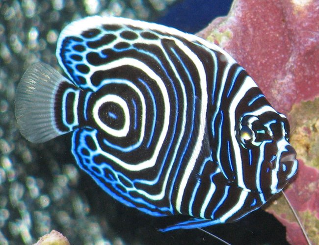 saltwater fish - pomacanthus imperator - emperor angelfish stocking in 125 gallons tank - Juvenile Emperor Angel saltwater fish - pomacanthus imperator - emperor angelfish stocking in 125 gallons tank - Juvenile Emperor Angel