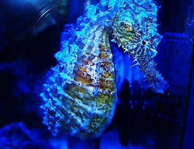 saltwater fish - hippocampus erectus - black seahorse stocking in 40 gallons tank - Female H.Erectus saltwater fish - hippocampus erectus - black seahorse stocking in 40 gallons tank - Female H.Erectus