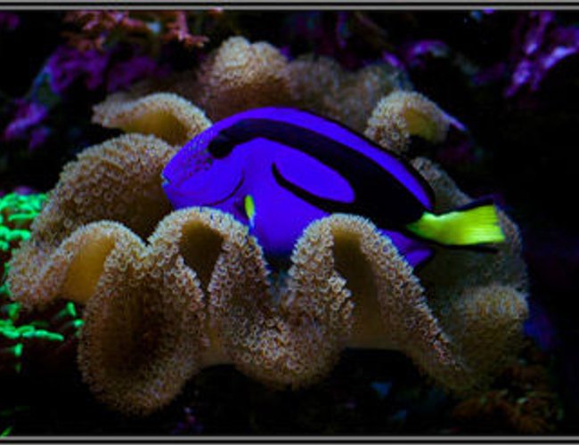 saltwater fish - paracanthurus hepatus - blue tang - rate it saltwater fish - paracanthurus hepatus - blue tang - rate it