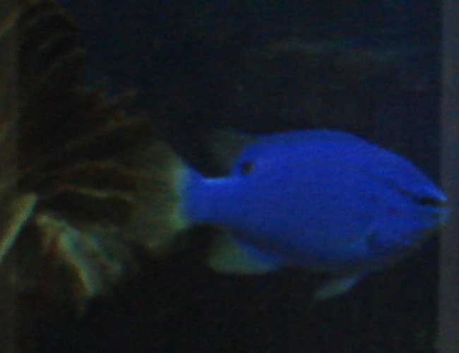 saltwater fish - chrysiptera cyanea - blue damselfish stocking in 44 gallons tank - Blue Damsel saltwater fish - chrysiptera cyanea - blue damselfish stocking in 44 gallons tank - Blue Damsel