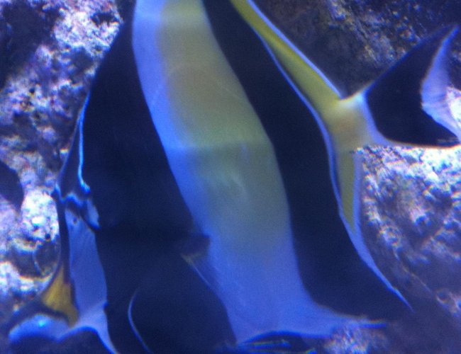 saltwater fish - zanclus canescens - moorish idol stocking in 210 gallons tank - my morish idol saltwater fish - zanclus canescens - moorish idol stocking in 210 gallons tank - my morish idol