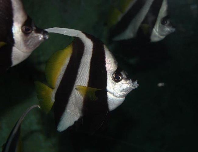 saltwater fish - heniochus acuminatus - longfin bannerfish stocking in 67 gallons tank - Photo of a Banner fish from the Sydney Aquarium saltwater fish - heniochus acuminatus - longfin bannerfish stocking in 67 gallons tank - Photo of a Banner fish from the Sydney Aquarium