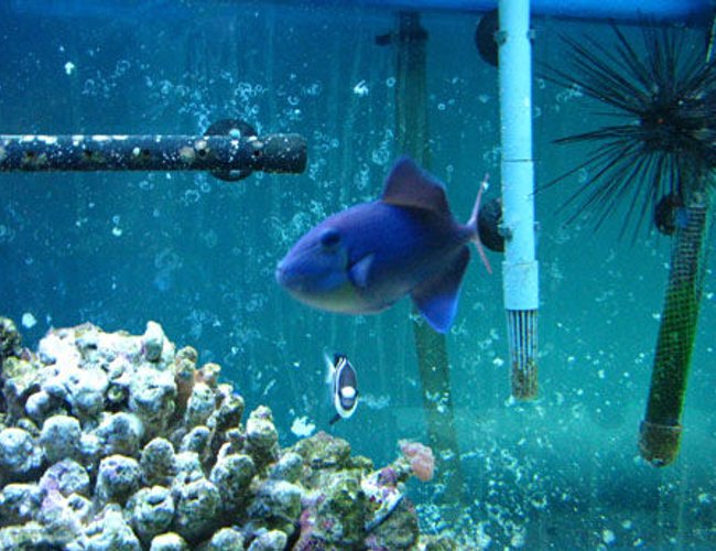 saltwater fish - odonus niger - niger triggerfish stocking in 150 gallons tank - triger saltwater fish - odonus niger - niger triggerfish stocking in 150 gallons tank - triger
