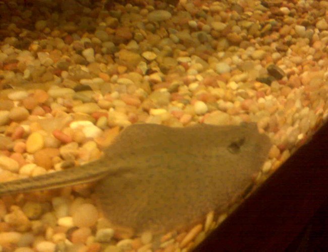 saltwater fish - urobatis halleri - round stingray stocking in 150 gallons tank - stingray.... saltwater fish - urobatis halleri - round stingray stocking in 150 gallons tank - stingray....
