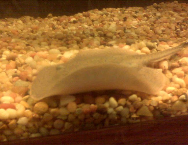 saltwater fish - urobatis halleri - round stingray stocking in 150 gallons tank - stingray.... saltwater fish - urobatis halleri - round stingray stocking in 150 gallons tank - stingray....