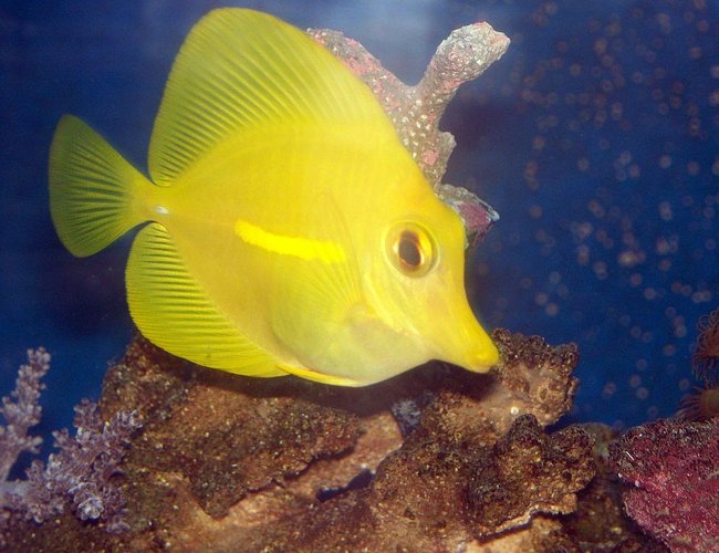 saltwater fish - zebrasoma flavescens - yellow tang - hawaii stocking in 55 gallons tank - HW Yellow Tang saltwater fish - zebrasoma flavescens - yellow tang - hawaii stocking in 55 gallons tank - HW Yellow Tang