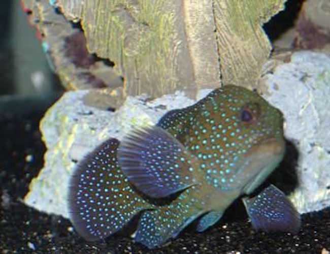 saltwater fish - epinephelus summana - spotted grouper stocking in 125 gallons tank - What kind of grouper is it? saltwater fish - epinephelus summana - spotted grouper stocking in 125 gallons tank - What kind of grouper is it?