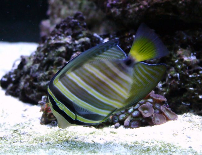saltwater fish - zebrasoma veliferum - sailfin tang stocking in 90 gallons tank - Sailfin saltwater fish - zebrasoma veliferum - sailfin tang stocking in 90 gallons tank - Sailfin