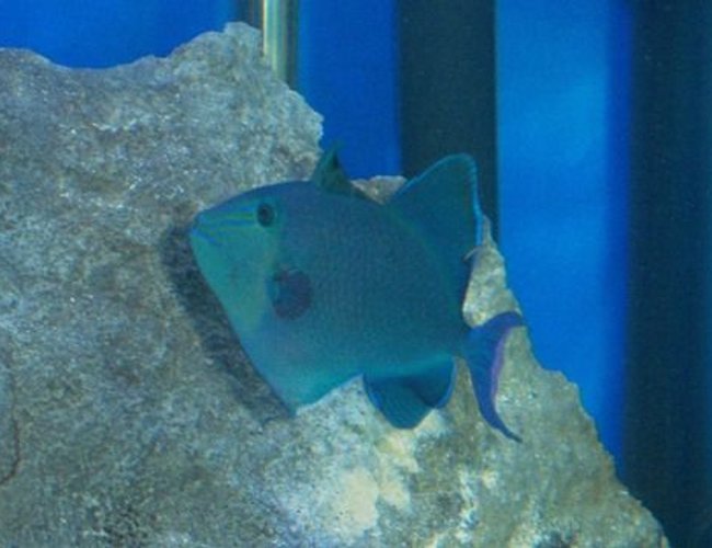 saltwater fish - odonus niger - niger triggerfish stocking in 180 gallons tank - Niger Trigger saltwater fish - odonus niger - niger triggerfish stocking in 180 gallons tank - Niger Trigger