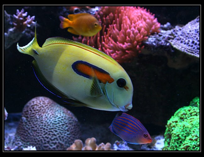saltwater fish - acanthurus olivaceous - orangeshoulder tang stocking in 554 gallons tank - acanthurus Olivaceus saltwater fish - acanthurus olivaceous - orangeshoulder tang stocking in 554 gallons tank - acanthurus Olivaceus