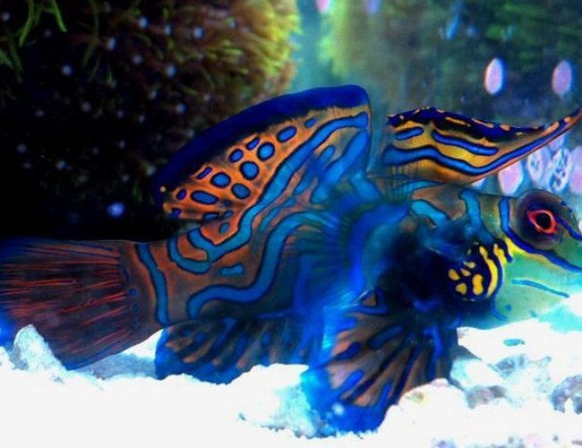 saltwater fish - synchiropus splendidus - green mandarin stocking in 70 gallons tank - My Mandarin Dragonet saltwater fish - synchiropus splendidus - green mandarin stocking in 70 gallons tank - My Mandarin Dragonet